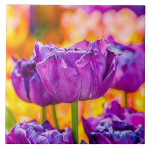 Tulips Enchanting Purple Tile