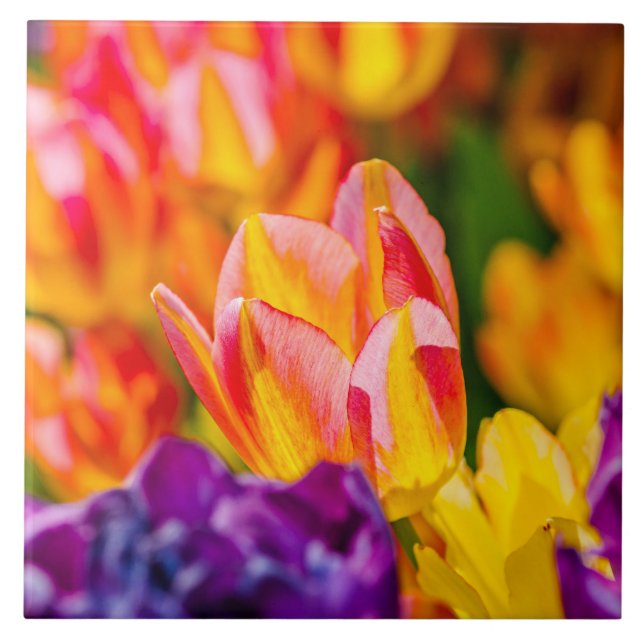 Tulips Enchanting Tile (Front)