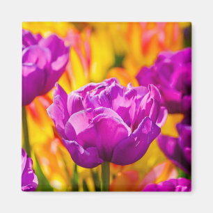 Tulips Enchanting Violet Magnet