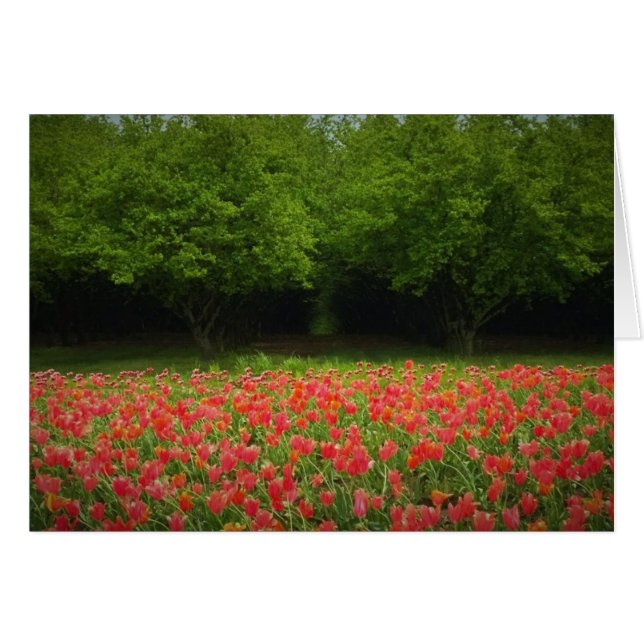 Tulips et Trees (Devant horizontal)