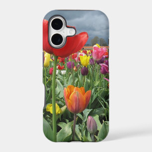 Tulips Field