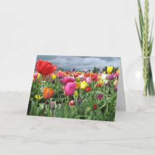 Tulips Field Card