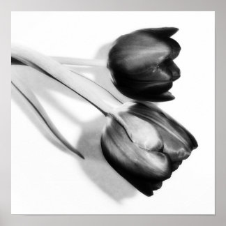 Tulips Fine Art Photography Print Black and White