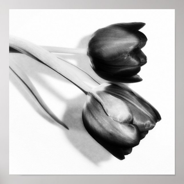 Tulips Fine Art Photography Print Black and White (Front)