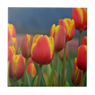 Tulips for Mom Tile