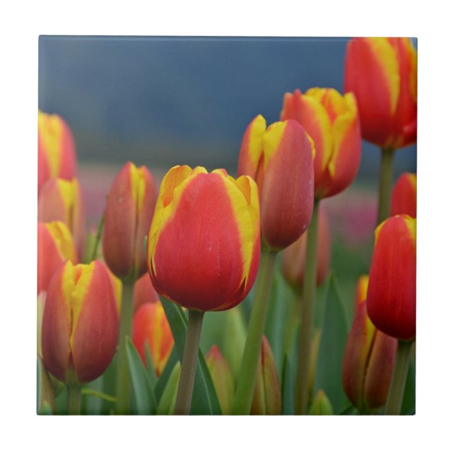 Tulips for Mom Tile (Front)