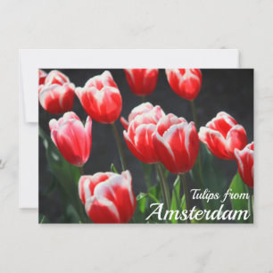 Tulips from Amsterdam Card