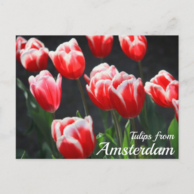 Tulips from Amsterdam Postcard (Front)