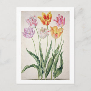 Tulips, from the 'Nassau Florilegium' (w/c on pape Postcard