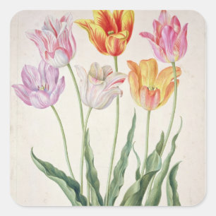 Tulips, from the 'Nassau Florilegium' (w/c on pape Square Sticker