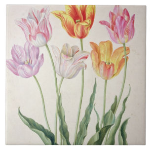 Tulips, from the 'Nassau Florilegium' (w/c on pape Tile