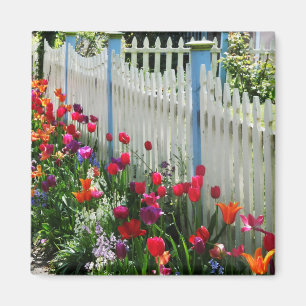 tulips garden white picket fence Cape May NJ photo Magnet