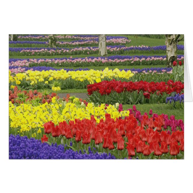 Tulips, Grape Hyacinth, and Daffodils, 2 (Front Horizontal)