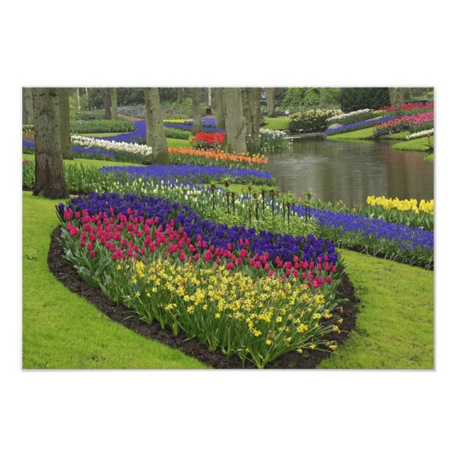 Tulips, Grape Hyacinth, and daffodils, Photo Print (Front)