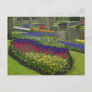 Tulips, Grape Hyacinth, and daffodils, Postcard