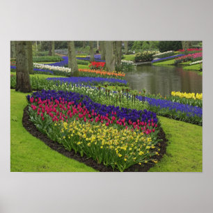 Tulips, Grape Hyacinth, and daffodils, Poster