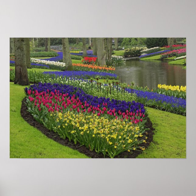 Tulips, Grape Hyacinth, and daffodils, Poster (Front)