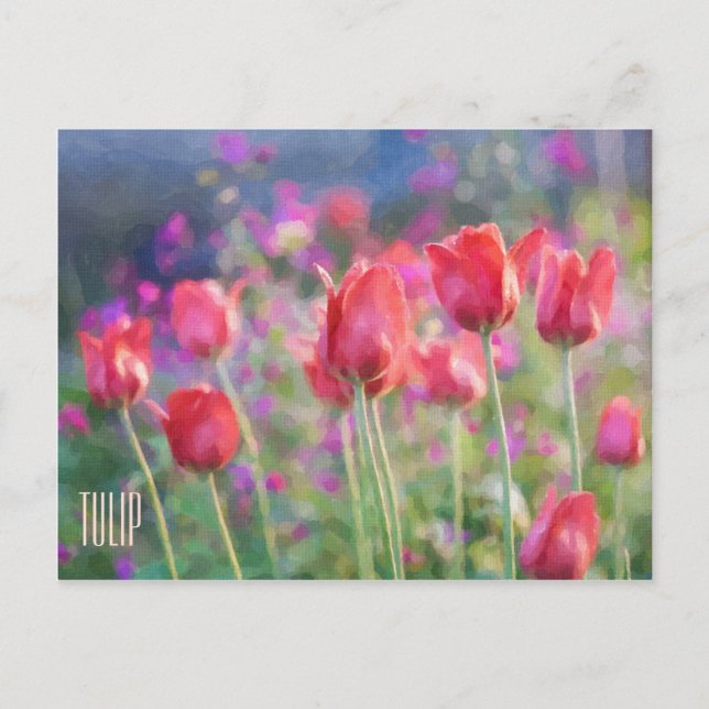 Tulips Horizontal Postcard (Front)