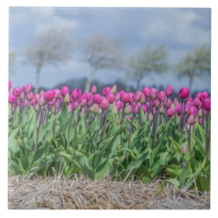Tulips in a field in Holland ceramic photo tile