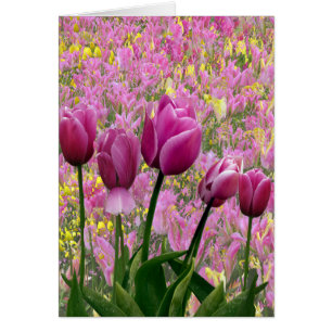 Tulips in a Garden