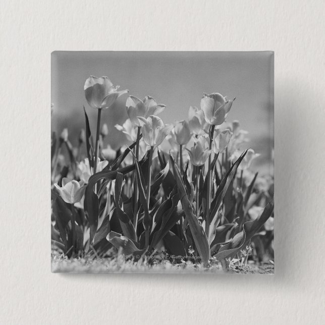 Tulips in bloom 2 inch square button (Front)