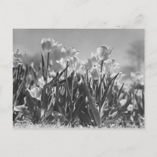 Tulips in bloom postcard