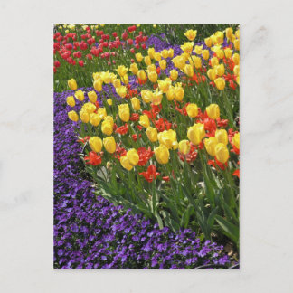 Tulips in full colour postcard