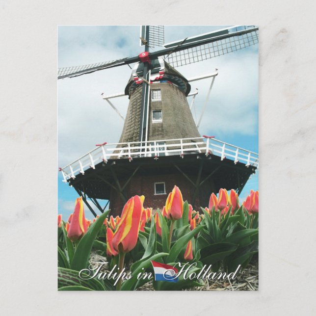 Tulips in Holland Postcard (Front)