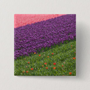Tulips in Keukenhof Gardens, Amsterdam, 3 2 Inch Square Button