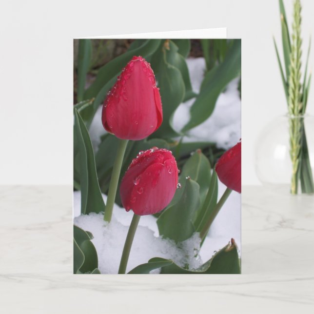 Tulips in the snow card (Front)