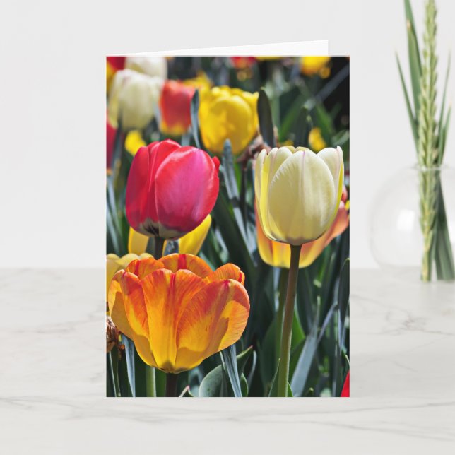 Tulips in the Sun Card (Front)
