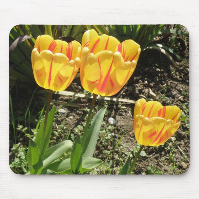 Tulips in the sun Mousepad (Front)