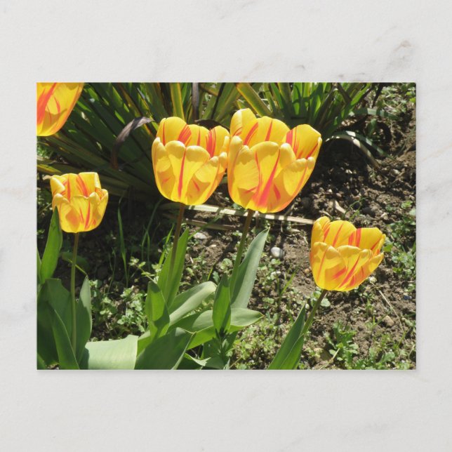 Tulips in the sun Postcard (Front)
