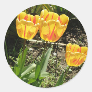 Tulips in the sun Sticker