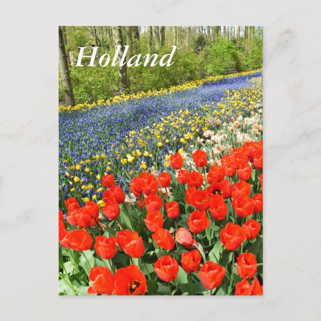 Tulips in woodland postcard (Front)