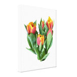 Tulips Just Opening Gallery Wrap Canvas