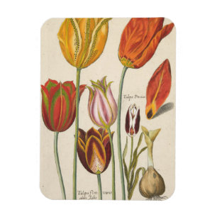 Tulips Magnet