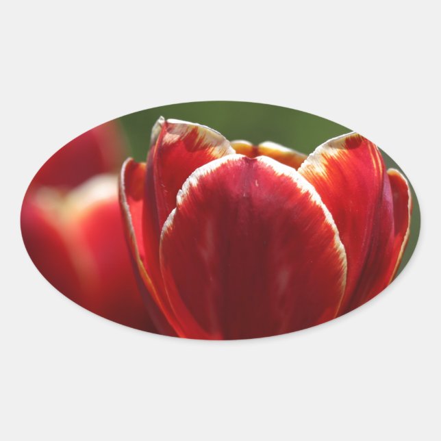 Tulips Oval Sticker (Front)
