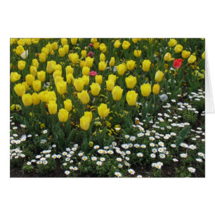 tulips, pansies, daisies