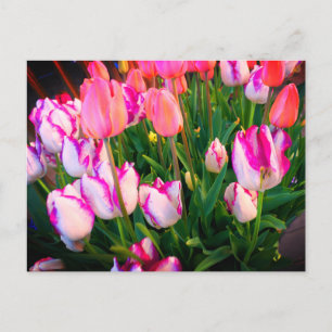 Tulips Peace Flame & Affaire #2 Postcard