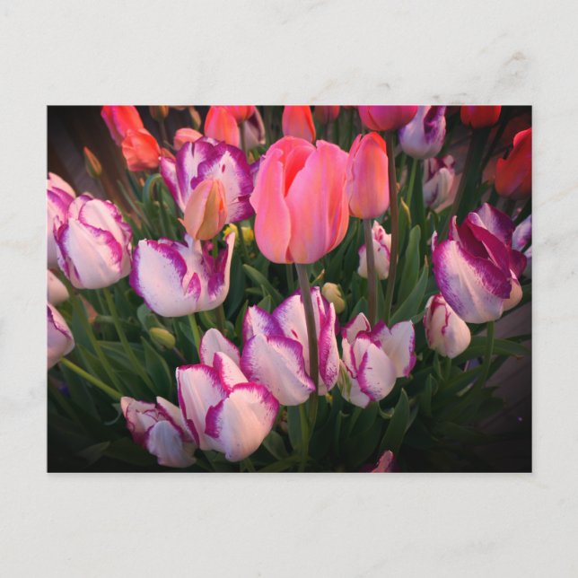 Tulips Peace Flame & Affaire Postcard (Front)
