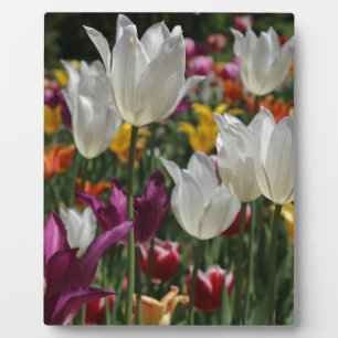 Tulips Plaque