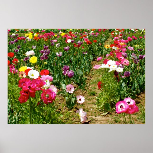 Tulips & Poppies Poster (Front)