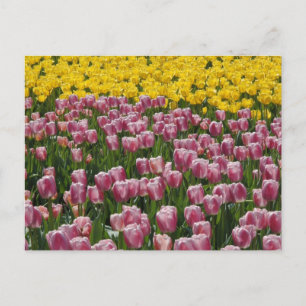 Tulips Postcard