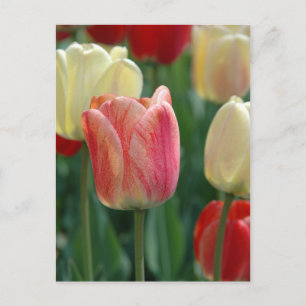 Tulips Postcard