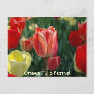 Tulips Postcard
