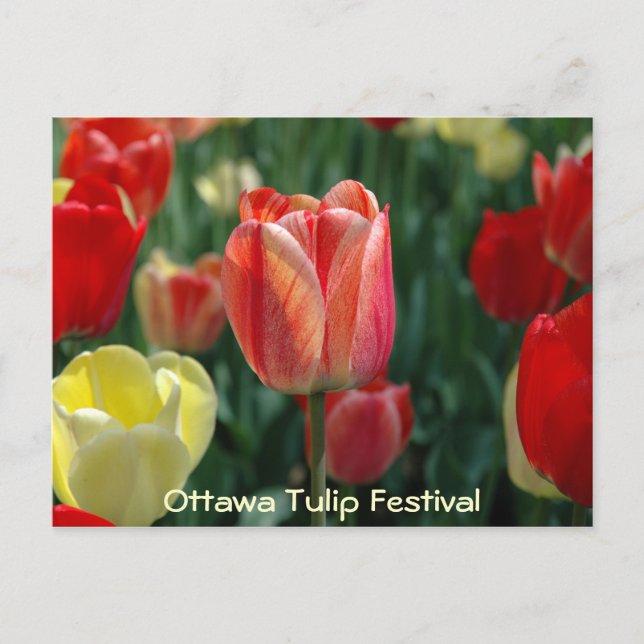 Tulips Postcard (Front)