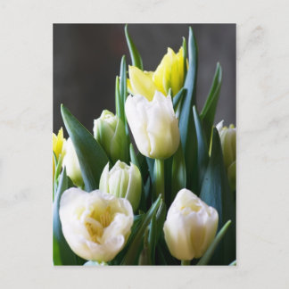 Tulips Postcard