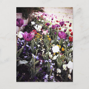 Tulips Postcard
