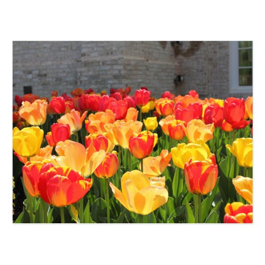 Tulips Postcards